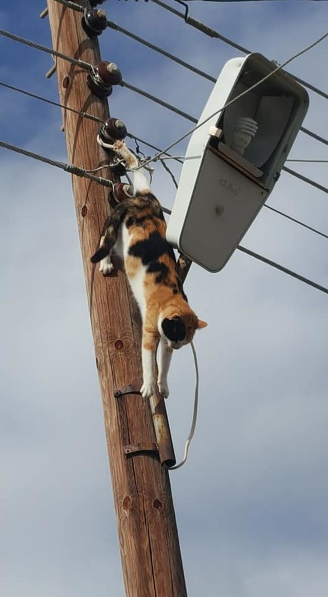 Elektrik tellerine ayağı takılan kedi, saatlerce direkte kaldı Son
