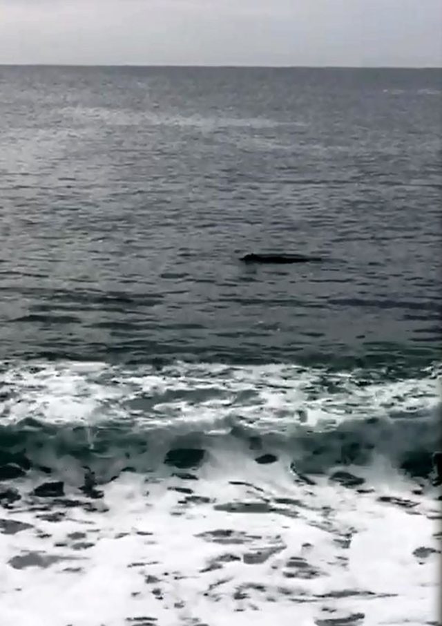 Antalya'da ilginç görüntü! Denizdeki fok ilgi odağı oldu1