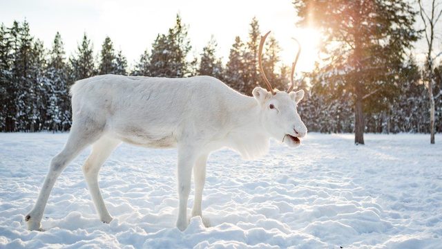 Norveçte bir fotoğrafçı, nadir görülen beyaz Ren geyiklerini görüntüledi: Masal gibi bir andı 48