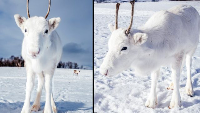 Norveçte bir fotoğrafçı, nadir görülen beyaz Ren geyiklerini görüntüledi: Masal gibi bir andı 84