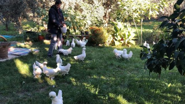Nesli tükeniyor! Osmanlı süs tavukları 10 bin liradan satılıyor