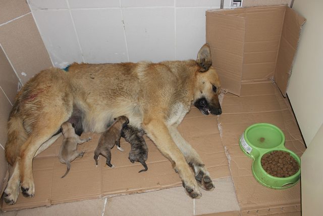Köpek ve yeni doğan 3 yavrusu donmaktan kurtarıldı