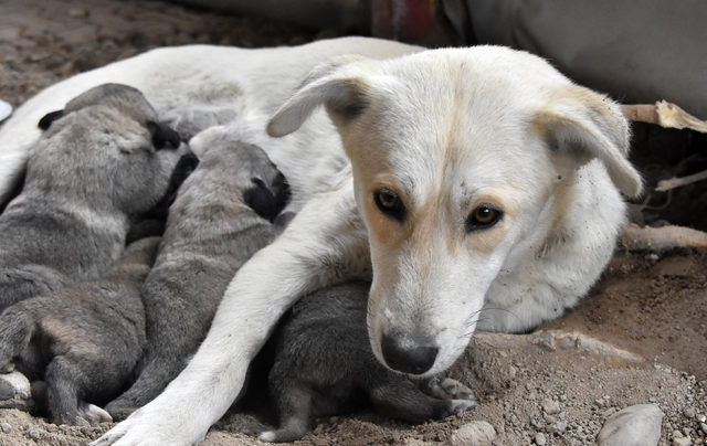 5 yavru kÃ¶peÄŸe nazlÄ± anne oldu konya ile ilgili gÃ¶rsel sonucu