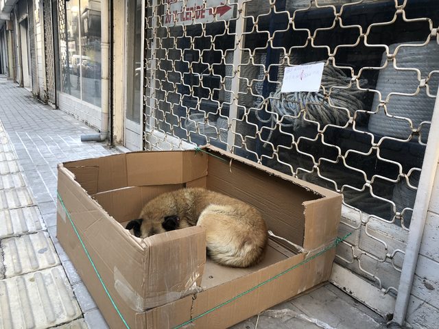 Sokak köpeğine kartondan yuva yaptı