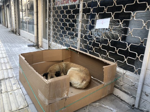 Sokak köpeğine kartondan yuva yaptı