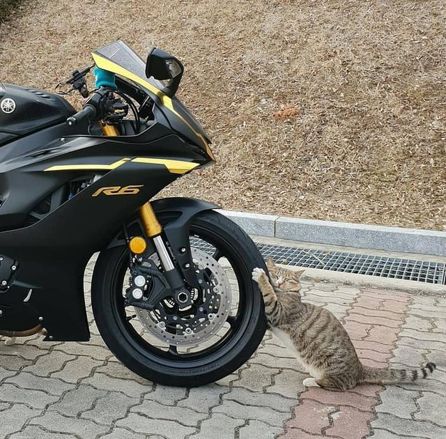 Kedinin motosiklet aşkı! Sosyal medyada beğeni yağan fotoğraf trend