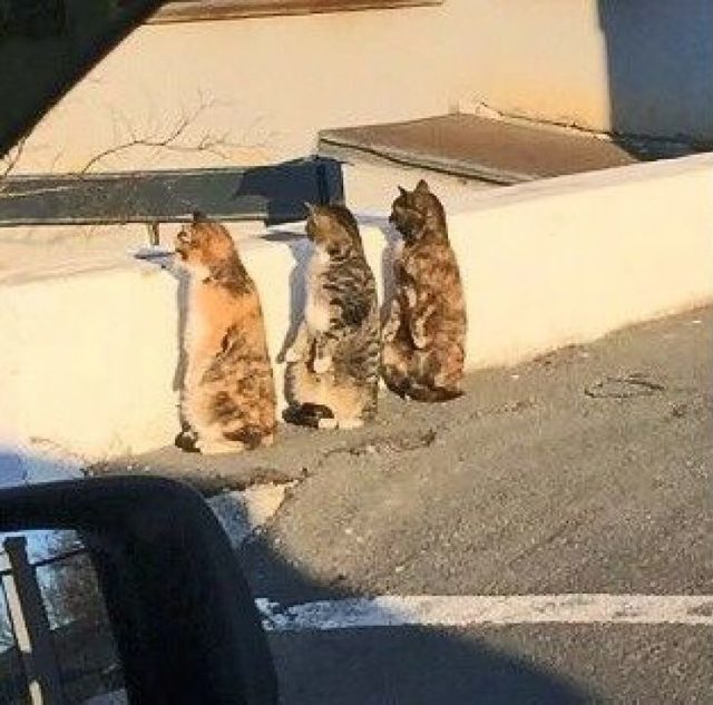Bu yıl kırıp geçiren bu kedilere hayran kalacaksınız!