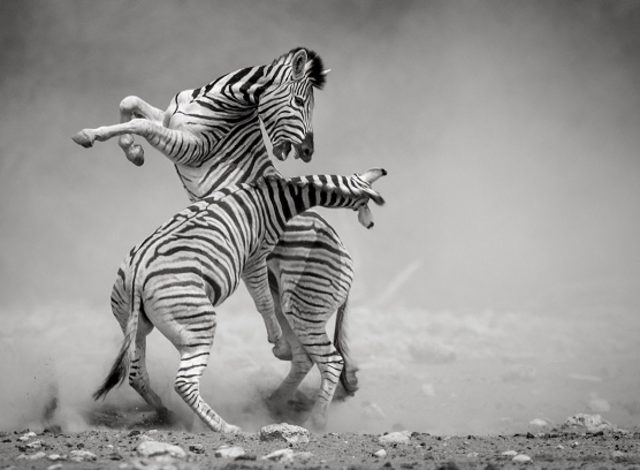 National Geographic� in arşivinden en inanılmaz fotoğraflar trend