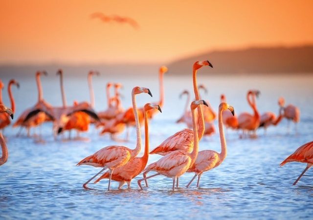 National Geographic� in arşivinden en inanılmaz fotoğraflar trend