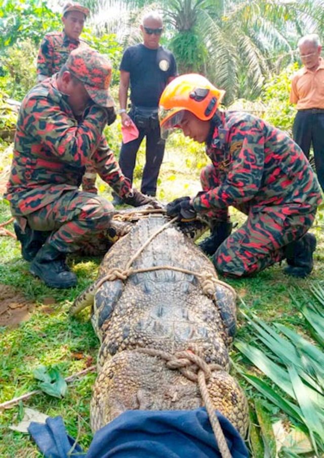 Uzunluğu 4 metre ağırlığı 400 kilo! trend