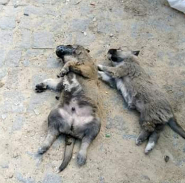 Erdek�te zehirli et verilen kedi ve köpekler öldü trend