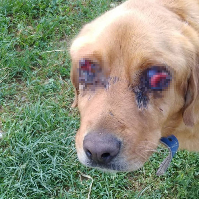 Bir vahşet de Tokat'ta! Köpeğin gözlerini oymuşlar
