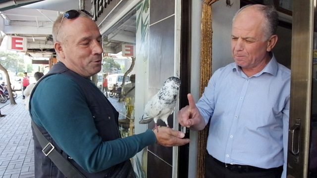 Sokakta buldukları yabani güvercin 7 yıldan beri ayrılmadı, ailenin