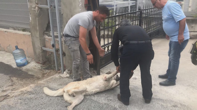 Avcılar'da kimyasal maddeden etkilenen köpek için seferberlik