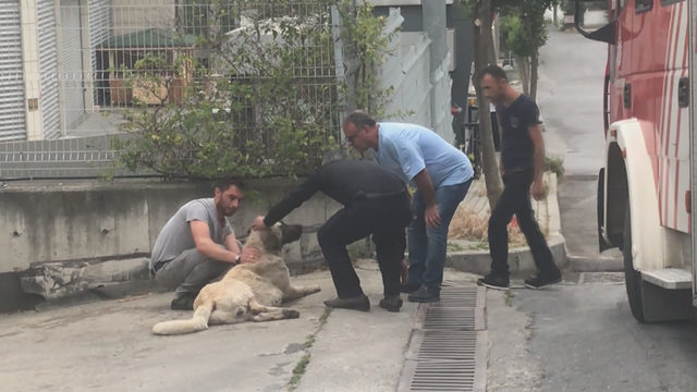 Avcılar'da kimyasal maddeden etkilenen köpek için seferberlik