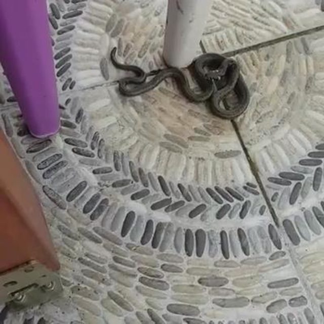 Sultangazi'de yılanlar evlere kadar girdi