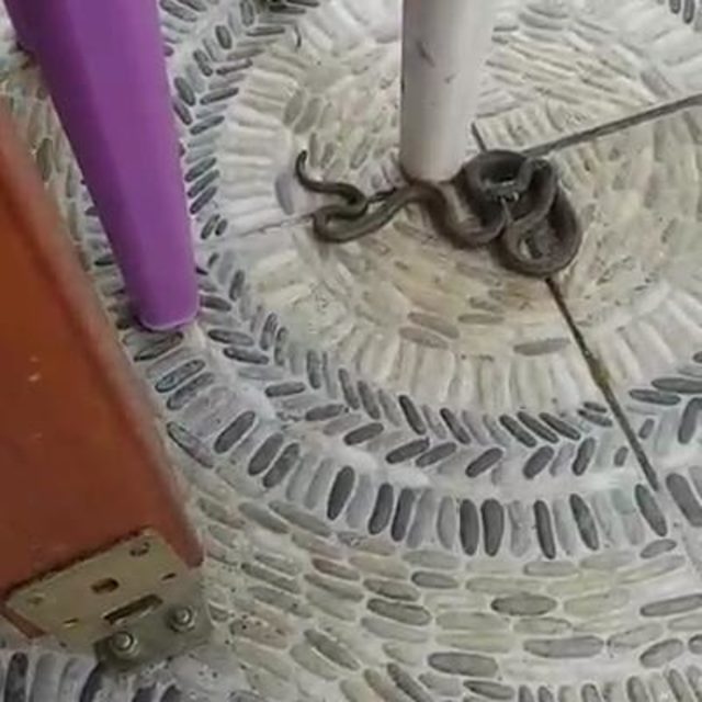 Sultangazi'de yılanlar evlere kadar girdi