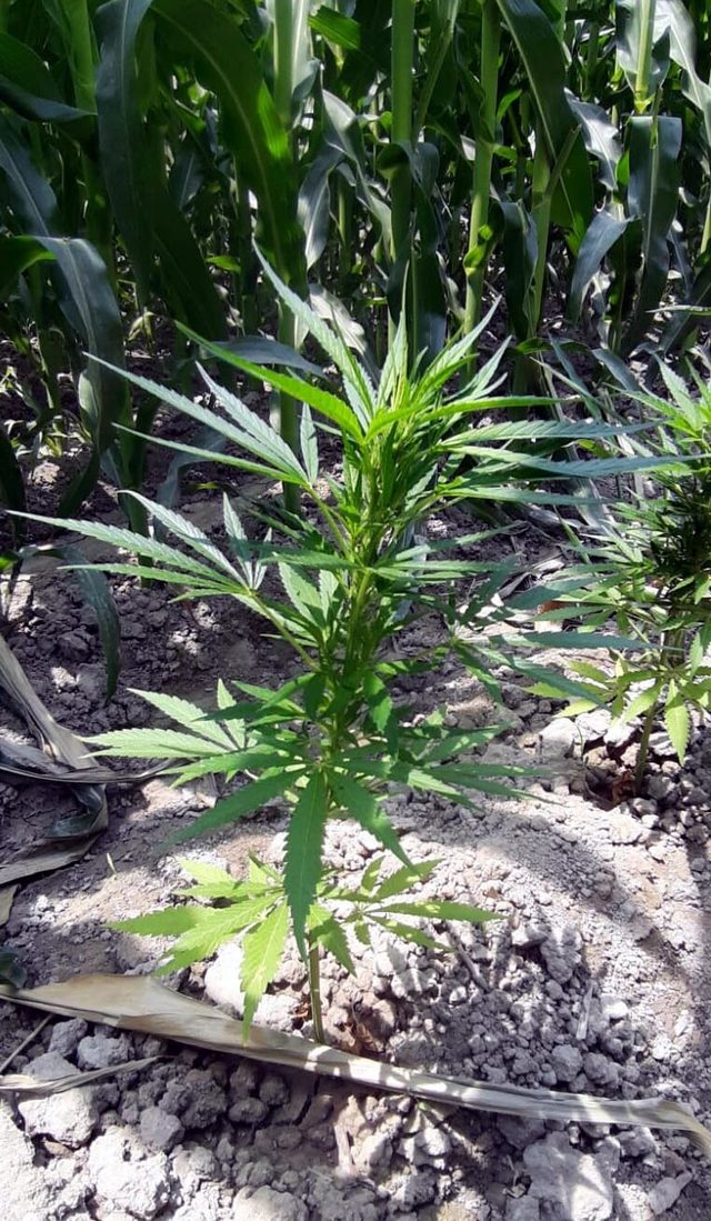 Arazisinde Hint keneviri yetiştirildiği ihbarında bulundu, gözaltına alındı