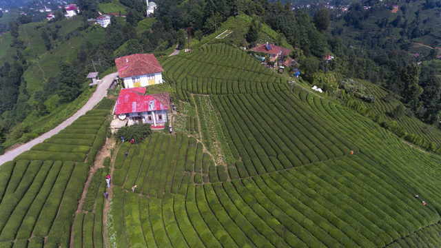 Rize'deki çay tarlasına ziyaretçi akını