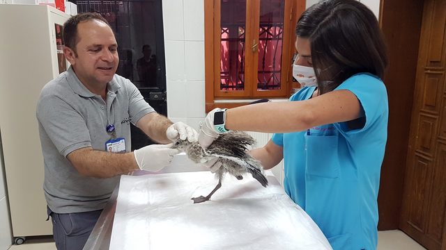 Çatıya sıkışan yavru martıyı itfaiye kurtardı