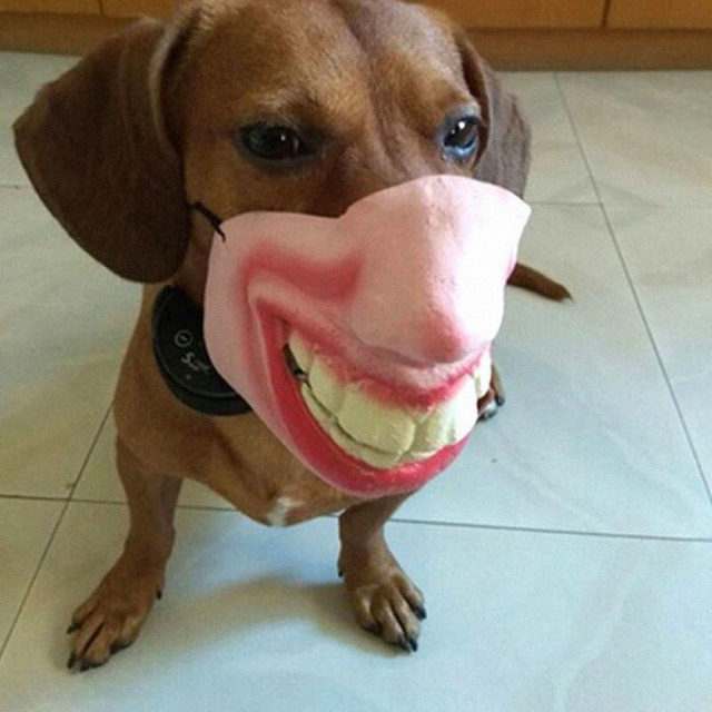 Çok tuhaflar! İnsan yüzüne benzeyen köpek maskeleri satışa çıktı