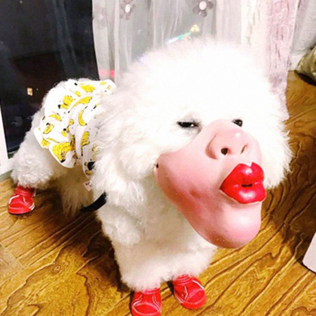Çok tuhaflar! İnsan yüzüne benzeyen köpek maskeleri satışa çıktı