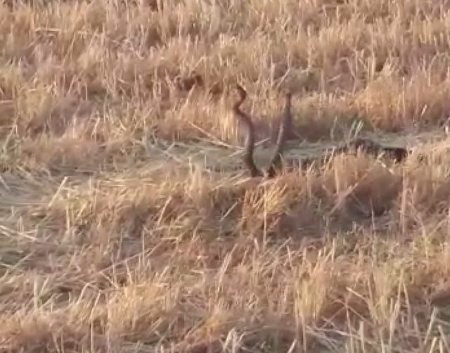 Yılanların çiftleşme dansını görüntülediler