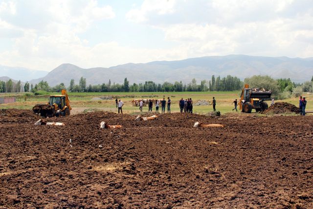 Gübreye saplanan 6 inek, 2 saatlik çalışmayla kurtarıldı