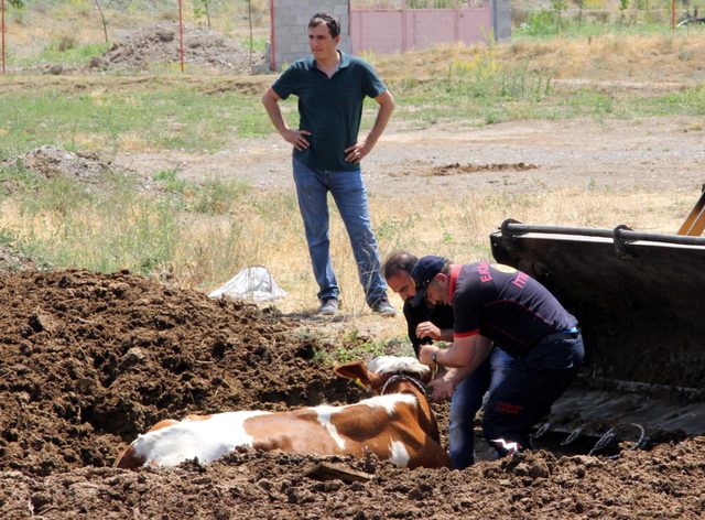 Gübreye saplanan 6 inek, 2 saatlik çalışmayla kurtarıldı
