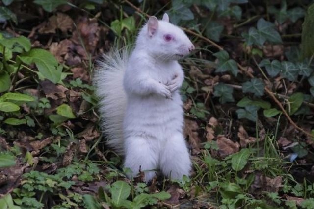 Nadir görülen albino sincap fotoğraflandı! trend