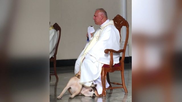 Kilisede ayin sırasında oyun oynamak isteyen köpek kamerada