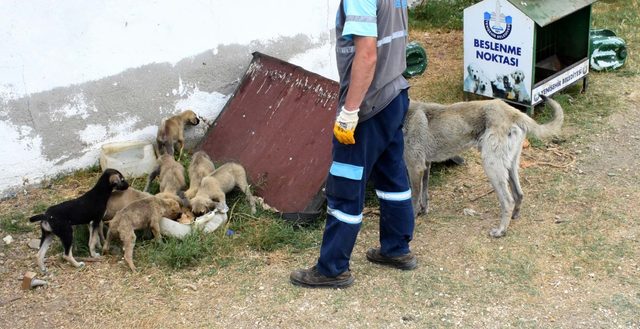 Sahipsiz yavru köpekler koruma altında