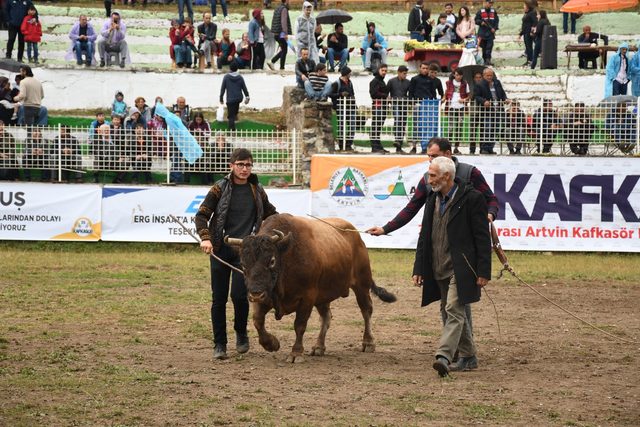 Kafkasör'de boğa güreşleri heyecanı