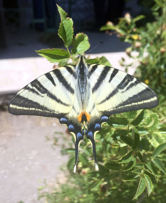 Sivas�ta �Zebra çatal kuyruklu kelebek� görüldü trend