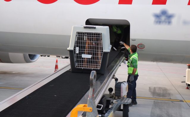 Narkotik köpekleri şark görevlerini yerine getirmek için yola çıktı