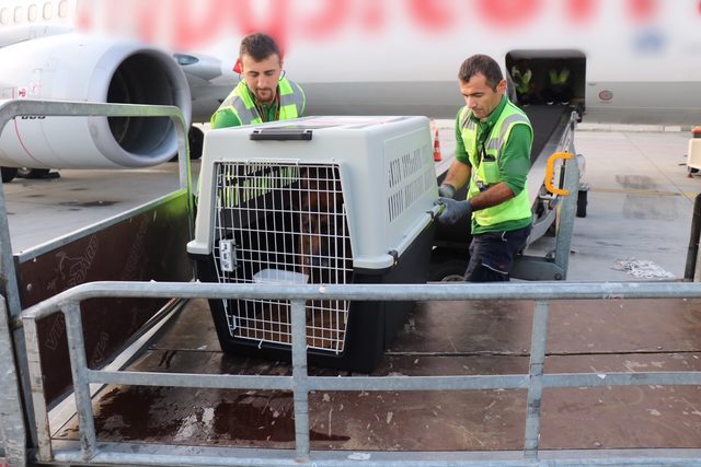 Narkotik köpekleri şark görevlerini yerine getirmek için yola çıktı