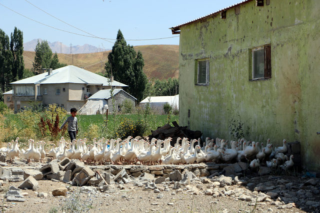 Selcan, 4 ayda kaz sayısını 3 katına çıkardı