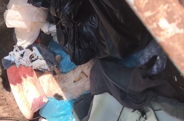 Hayvanları ölüme terk eden barınak çalışanlarına soruşturma