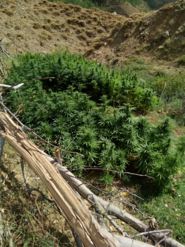 Bingöl'de, 1 ton 280 kilo esrar ile 501 bin 700 kök Hint keneviri ele geçirildi
