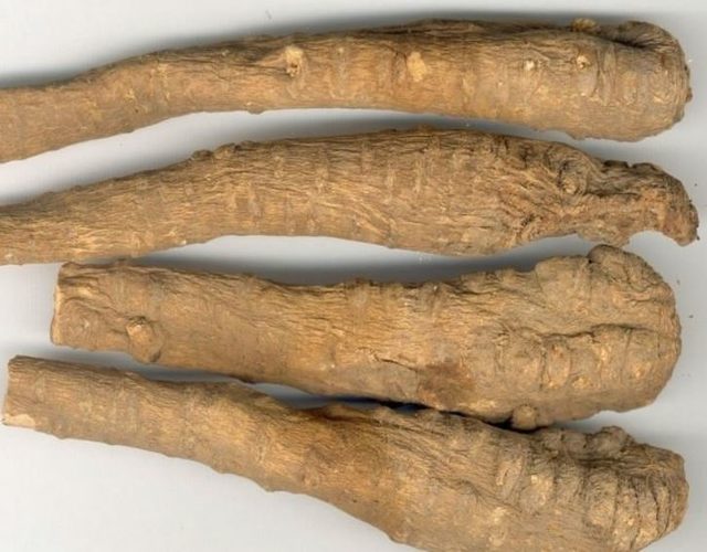 melekotu