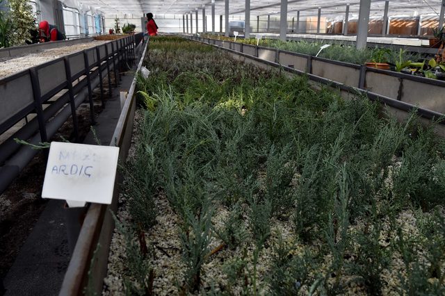 Ankara'da ithal ağaç dönemi sona eriyor