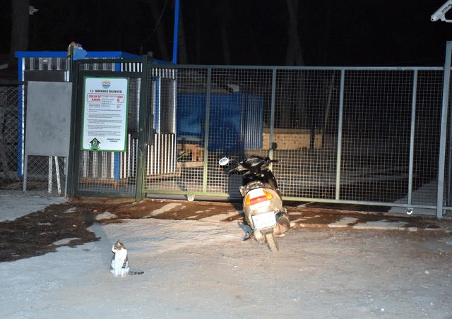 Barınaktan pitbull hırsızlığı zanlısı eski çalışan çıktı