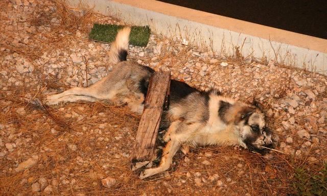 Köpeği öldürüp, bıçağı üzerine bıraktılar