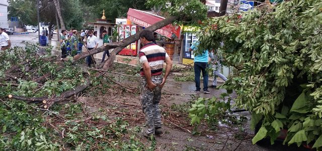 Elazığ'da ağaç kuvvetli rüzgarda devrildi