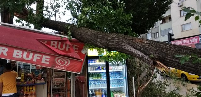 Elazığ'da ağaç kuvvetli rüzgarda devrildi