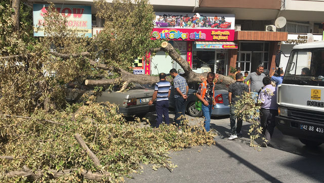 TIR'ın çarptığı ağaç, park halindeki otomobillerin üzerine devrildi