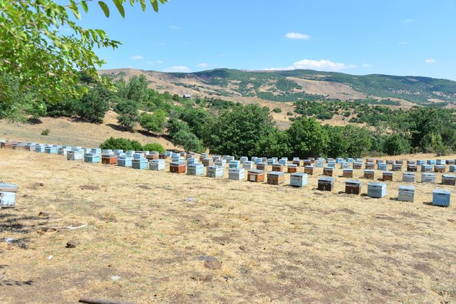Ödüllü arıcının kovanlarına ayılardan 2'nci saldırı