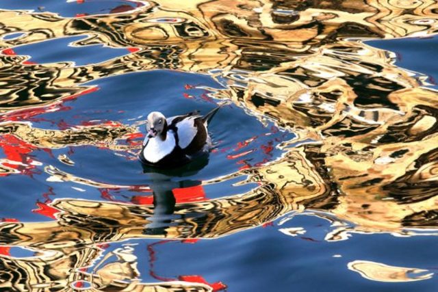 Özgürlüğün fotoğrafını çekti, 5 bin Sterlin kazandı! trend