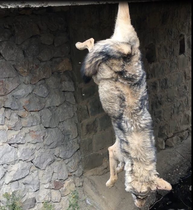 Köprü korkuluklarına asılı kurt ölüsü bulundu
