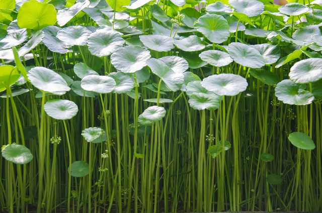 gotu kola nedir